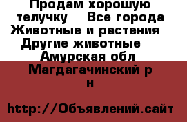 Продам хорошую телучку. - Все города Животные и растения » Другие животные   . Амурская обл.,Магдагачинский р-н